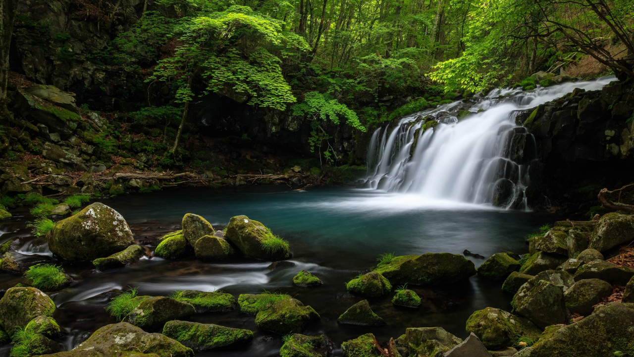 L'eau Tombe au Milieu de la Forêt. Wallpaper in 1280x720 Resolution