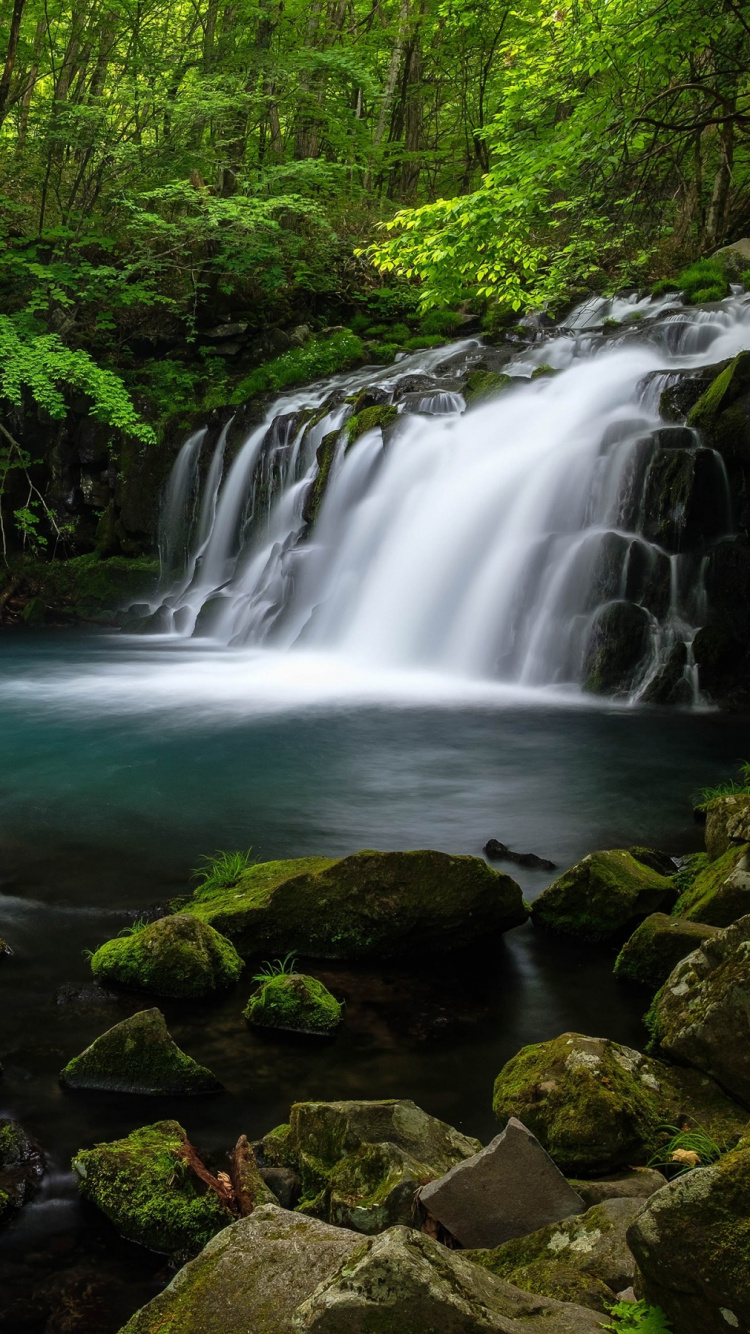 森林, 人体内的水, 水资源, 性质, 水道 壁纸 750x1334 允许