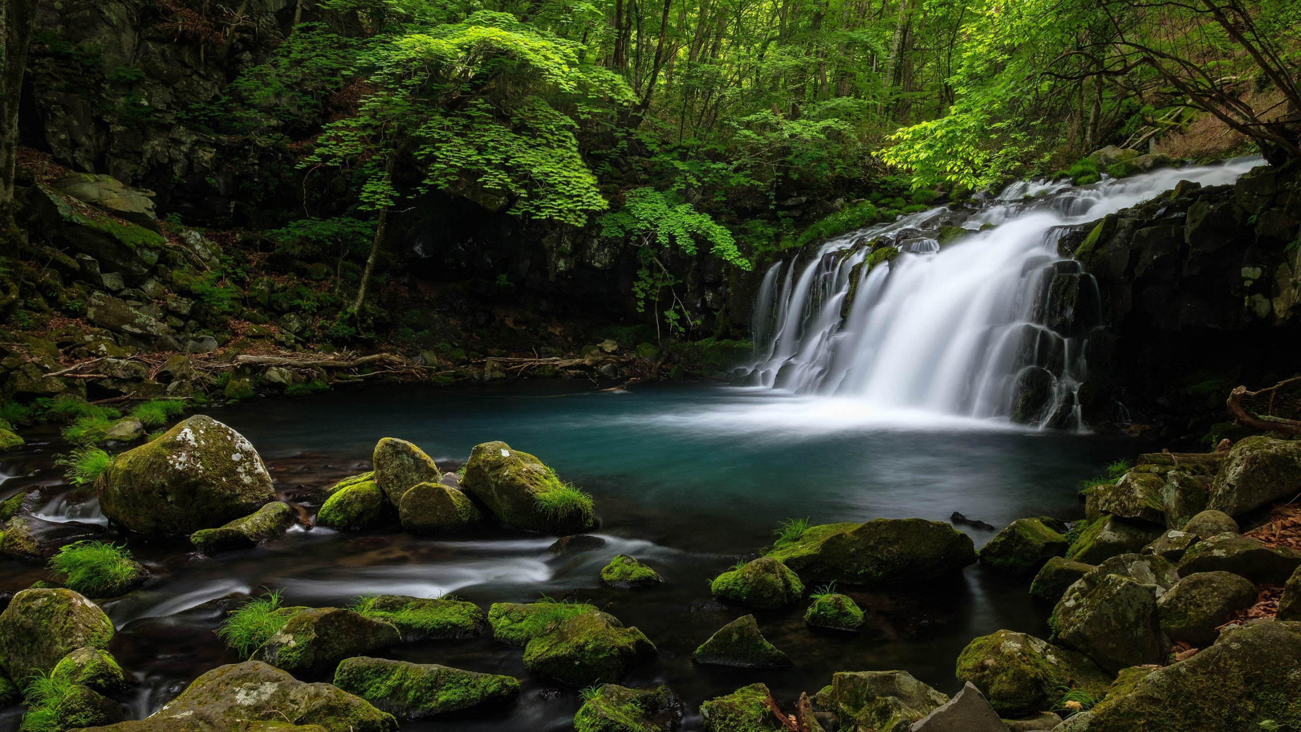Wasser Fällt Mitten in Den Wald. Wallpaper in 2560x1440 Resolution