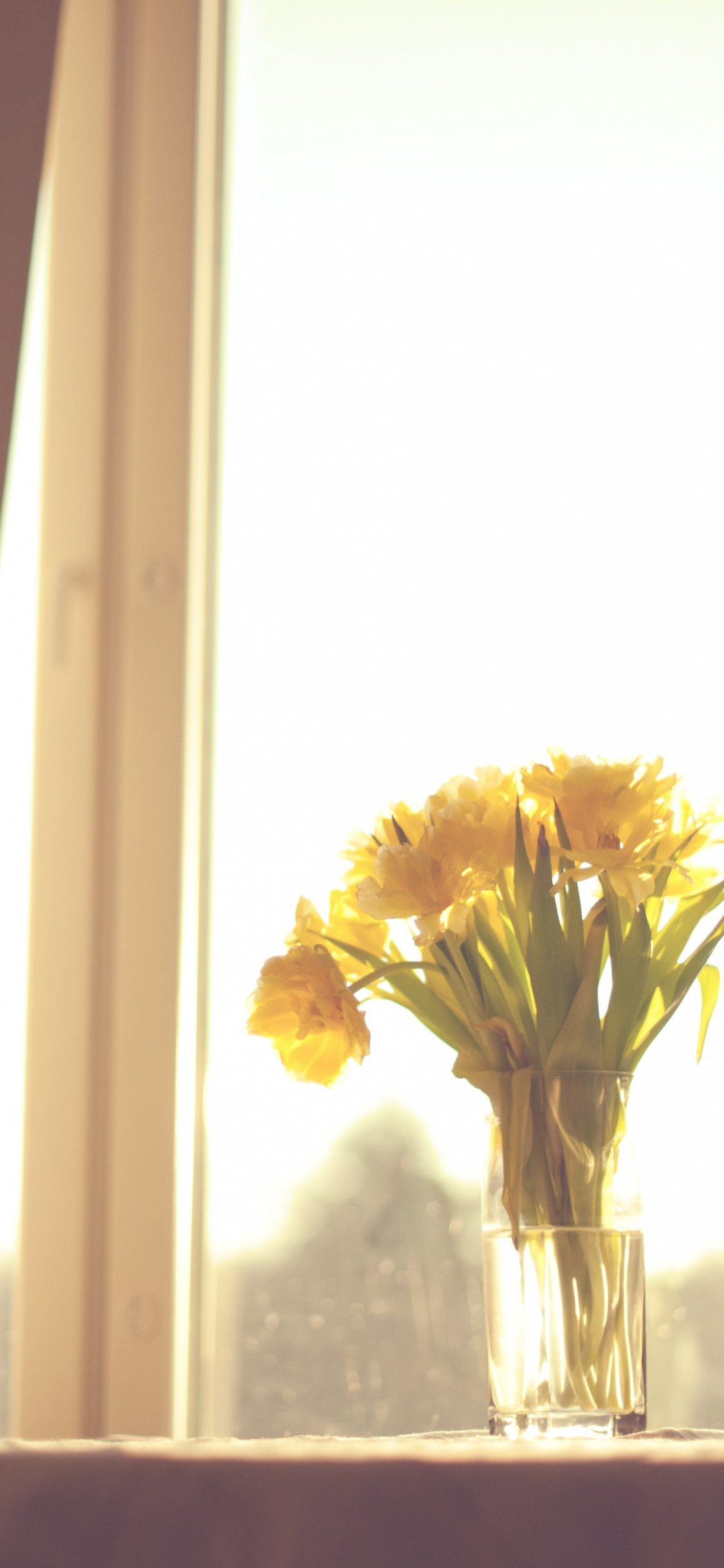 Gelbe Blumen in Klarglasvase. Wallpaper in 1125x2436 Resolution