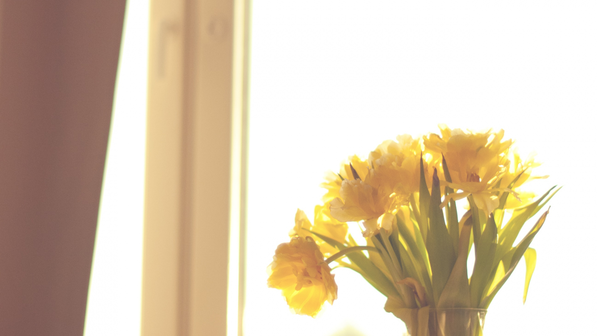 Gelbe Blumen in Klarglasvase. Wallpaper in 1920x1080 Resolution