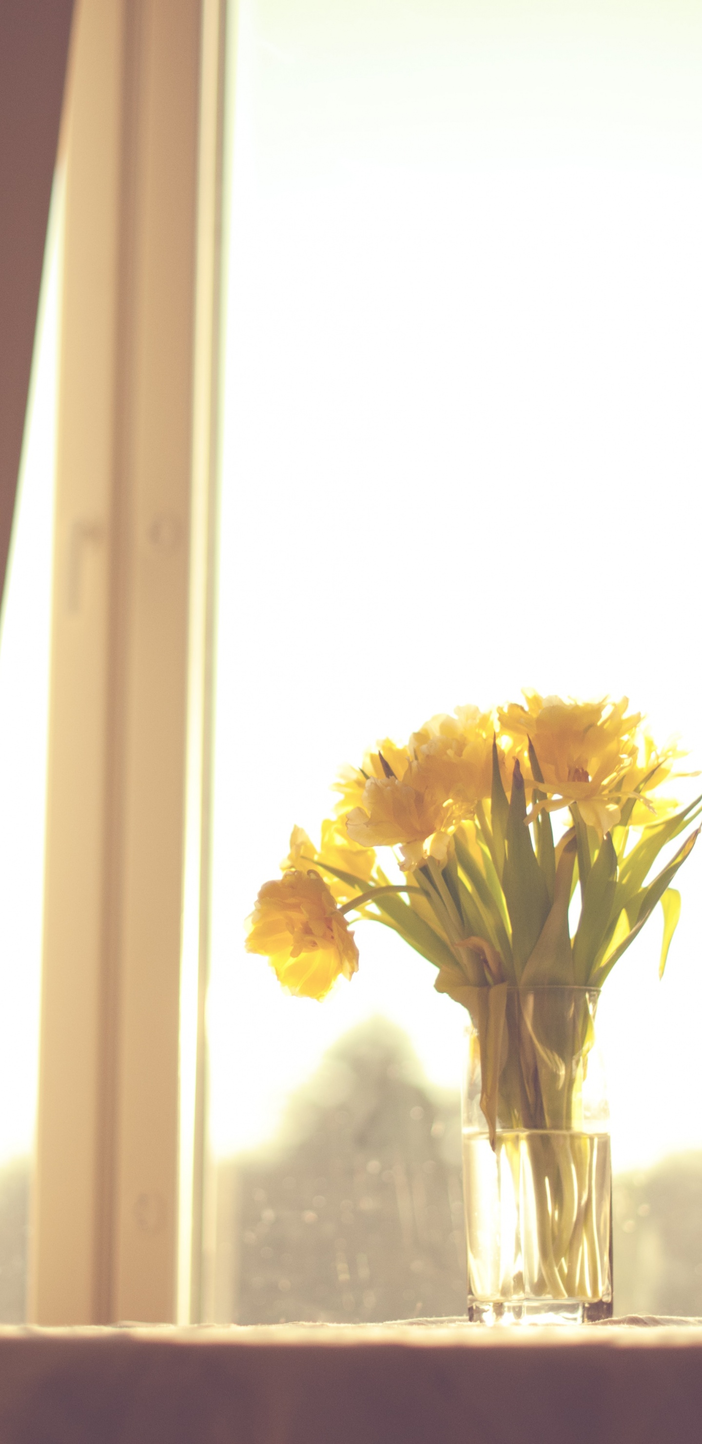 Yellow Flowers in Clear Glass Vase. Wallpaper in 1440x2960 Resolution