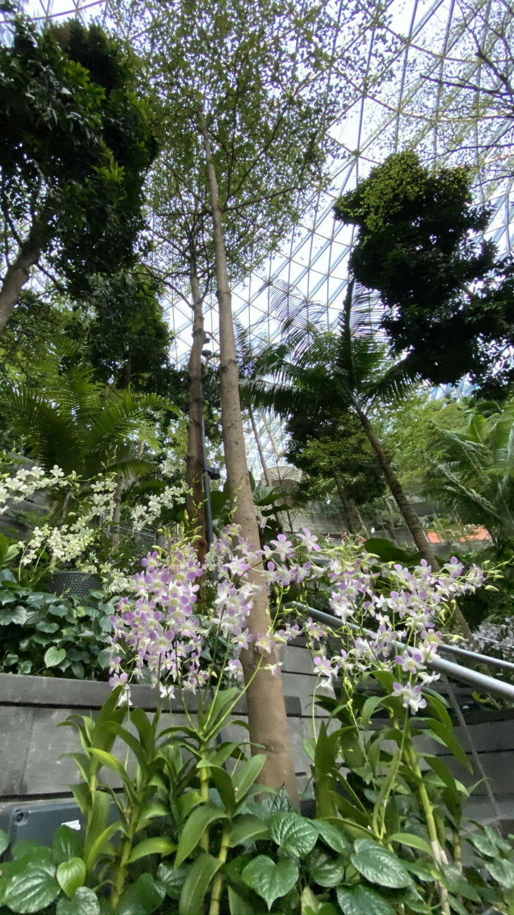 la Floración de la Planta, Ciencia, Biología, la Física, Arbusto. Wallpaper in 750x1334 Resolution