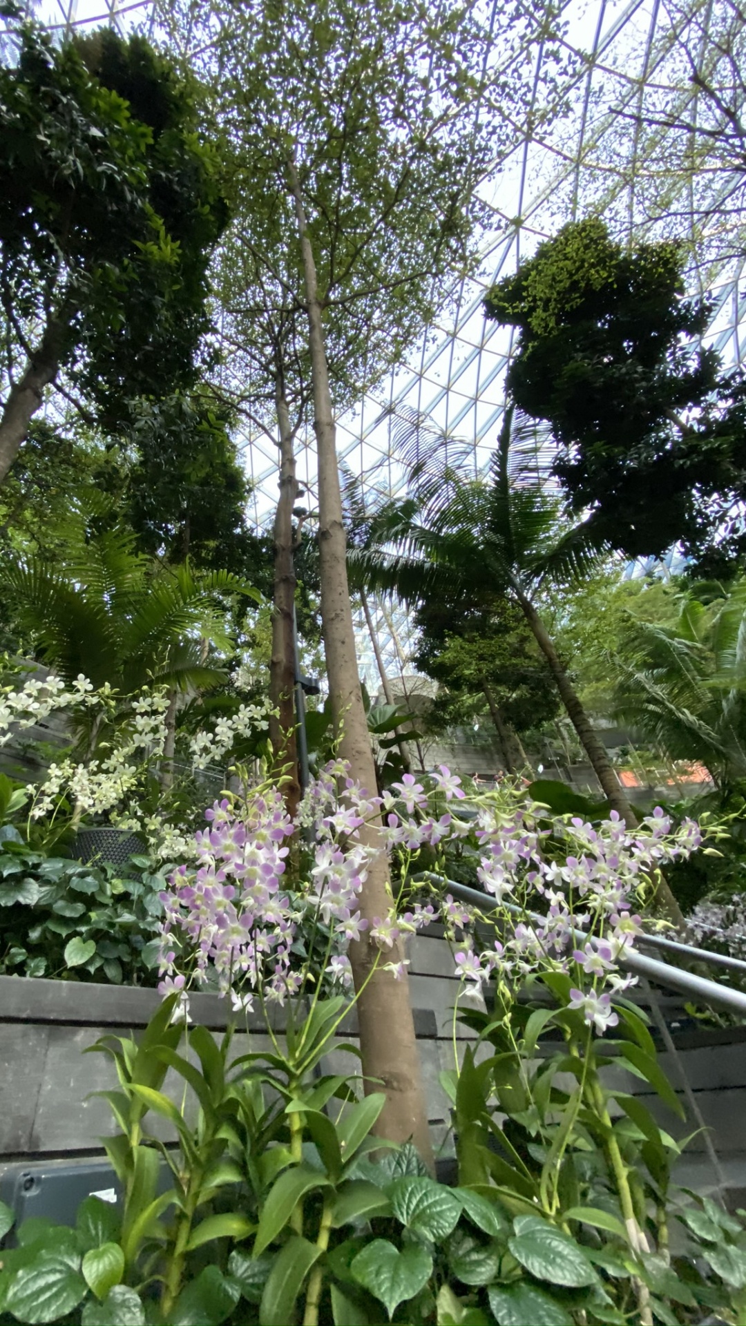 显花植物, 科学, 生物学, 物理学, 灌木 壁纸 1080x1920 允许