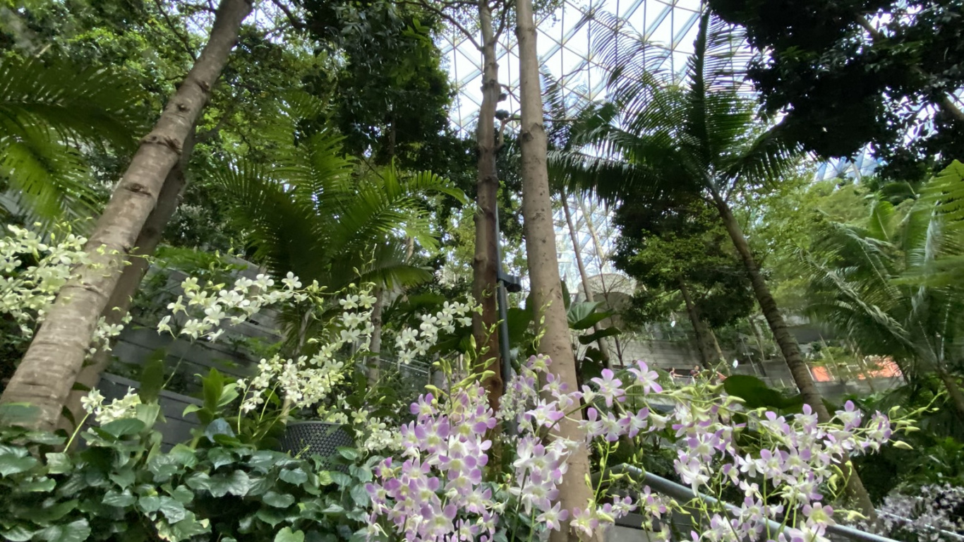 显花植物, 科学, 生物学, 物理学, 灌木 壁纸 1366x768 允许