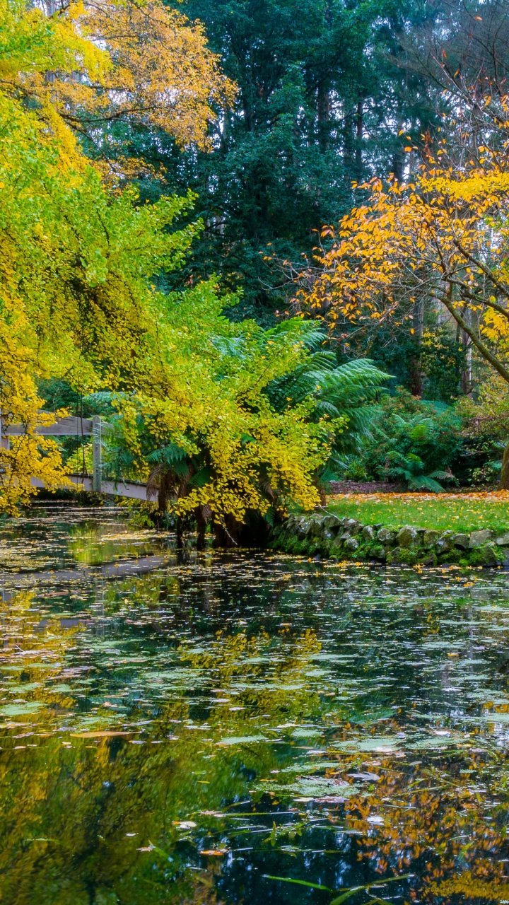 Green and Brown Trees Beside River During Daytime. Wallpaper in 720x1280 Resolution