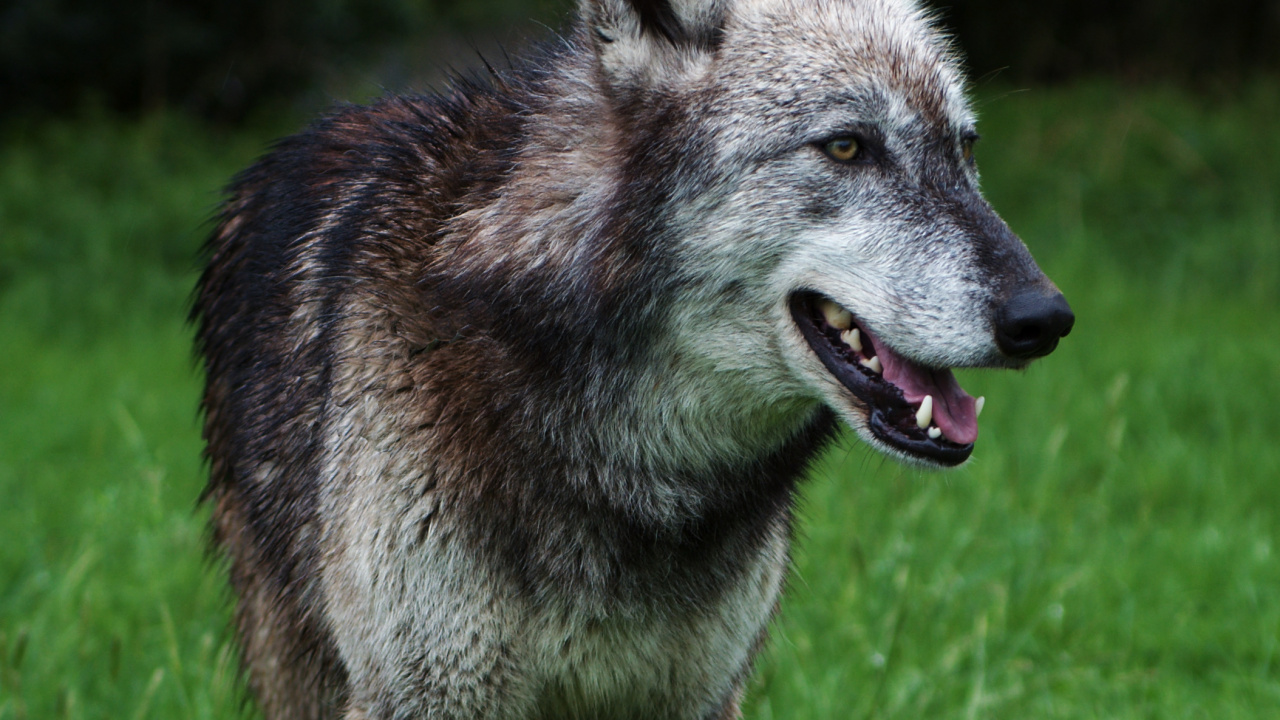 Loup Brun Sur L'herbe Verte Pendant la Journée. Wallpaper in 1280x720 Resolution
