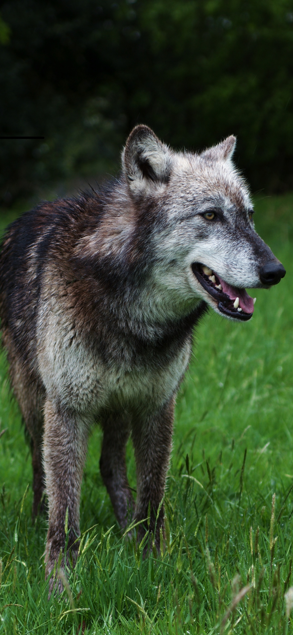 Brauner Wolf Auf Grünem Gras Tagsüber. Wallpaper in 1242x2688 Resolution