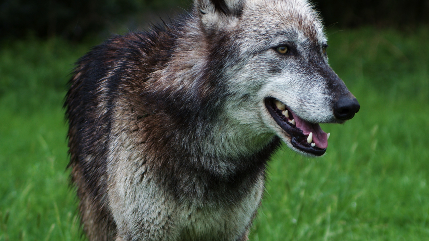 Brauner Wolf Auf Grünem Gras Tagsüber. Wallpaper in 1366x768 Resolution