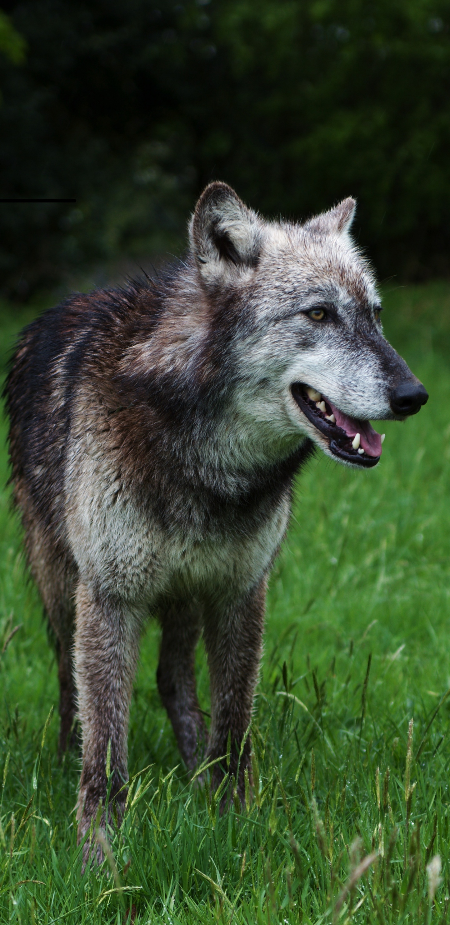 Brauner Wolf Auf Grünem Gras Tagsüber. Wallpaper in 1440x2960 Resolution