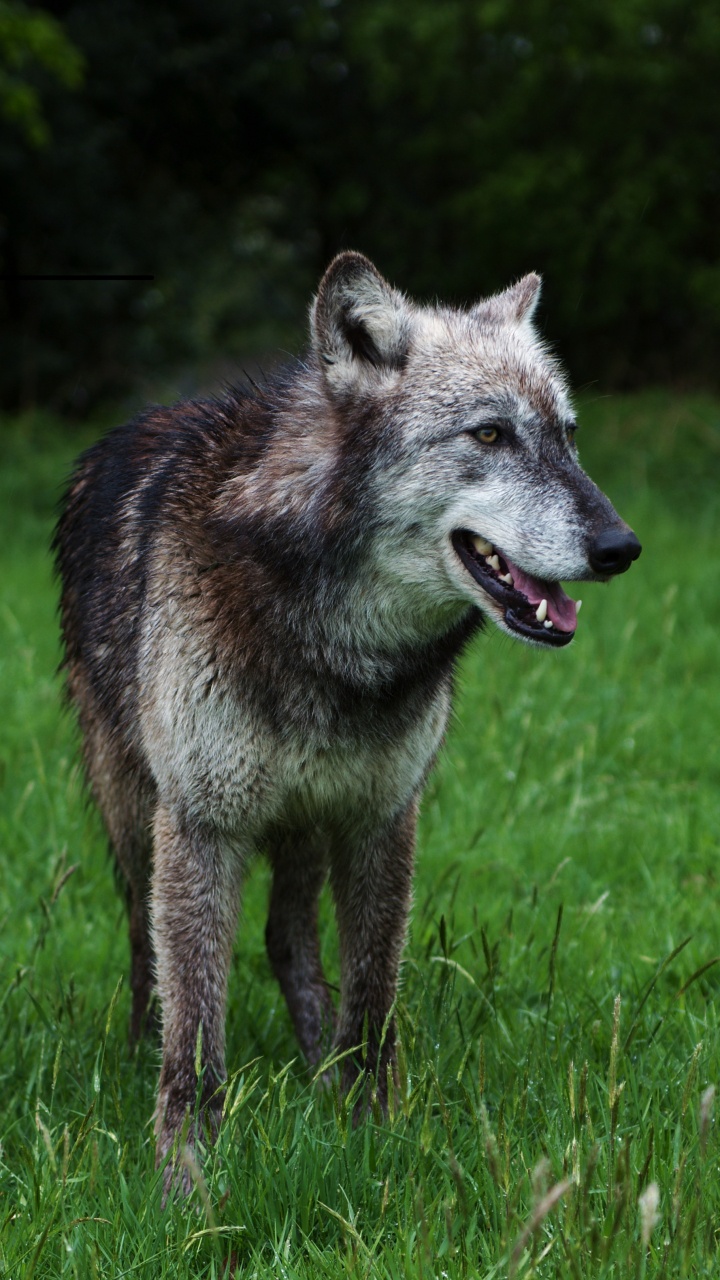 Brauner Wolf Auf Grünem Gras Tagsüber. Wallpaper in 720x1280 Resolution