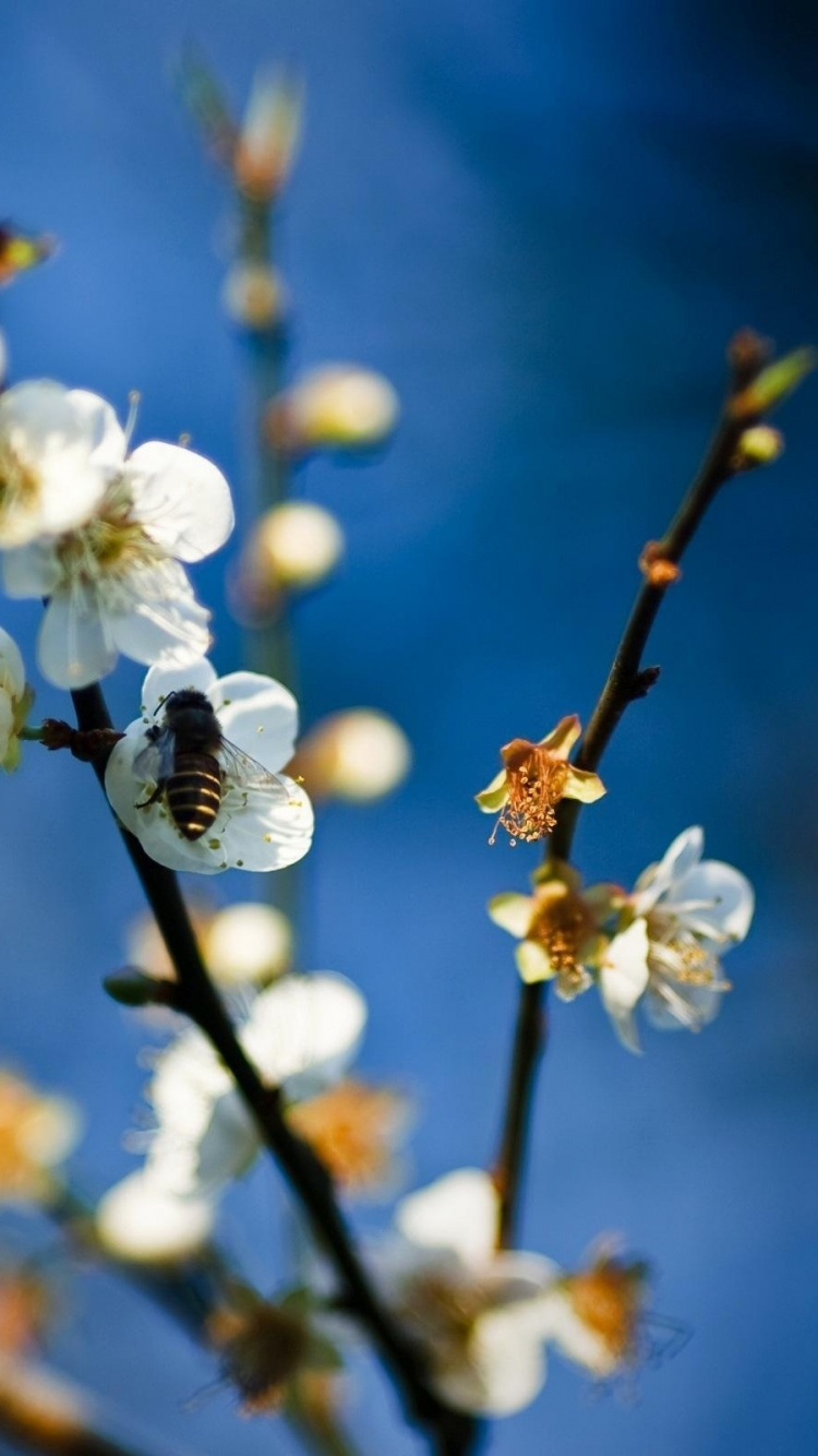 弹簧, 开花, 树枝, 天空, 白色 壁纸 750x1334 允许