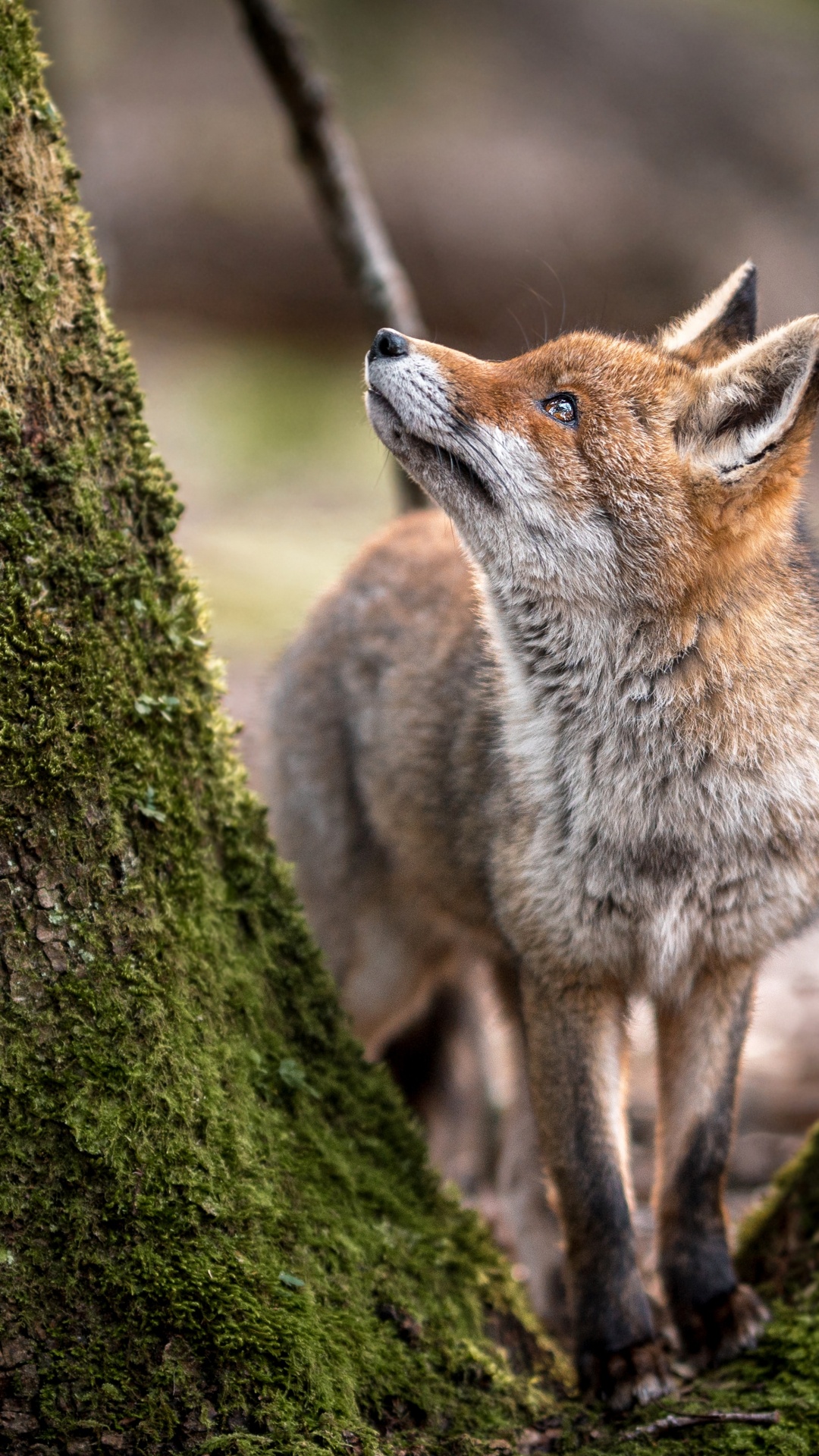 Krafttier Ist Ein Zwilling, Fuchs, Rotfuchs, Wolf, African Wild Dog. Wallpaper in 1080x1920 Resolution