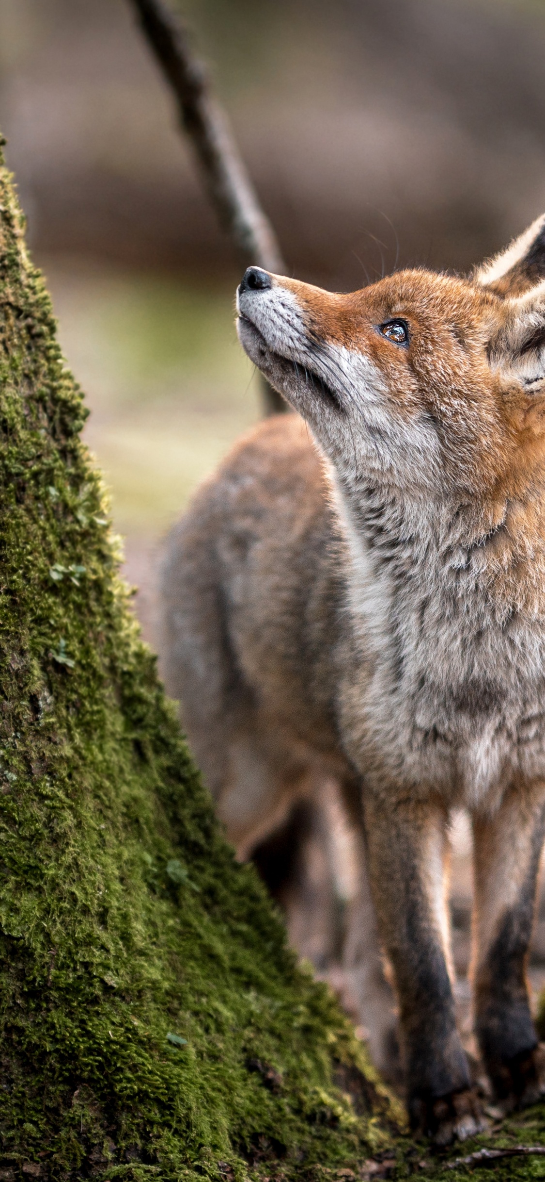 Krafttier Ist Ein Zwilling, Fuchs, Rotfuchs, Wolf, African Wild Dog. Wallpaper in 1125x2436 Resolution