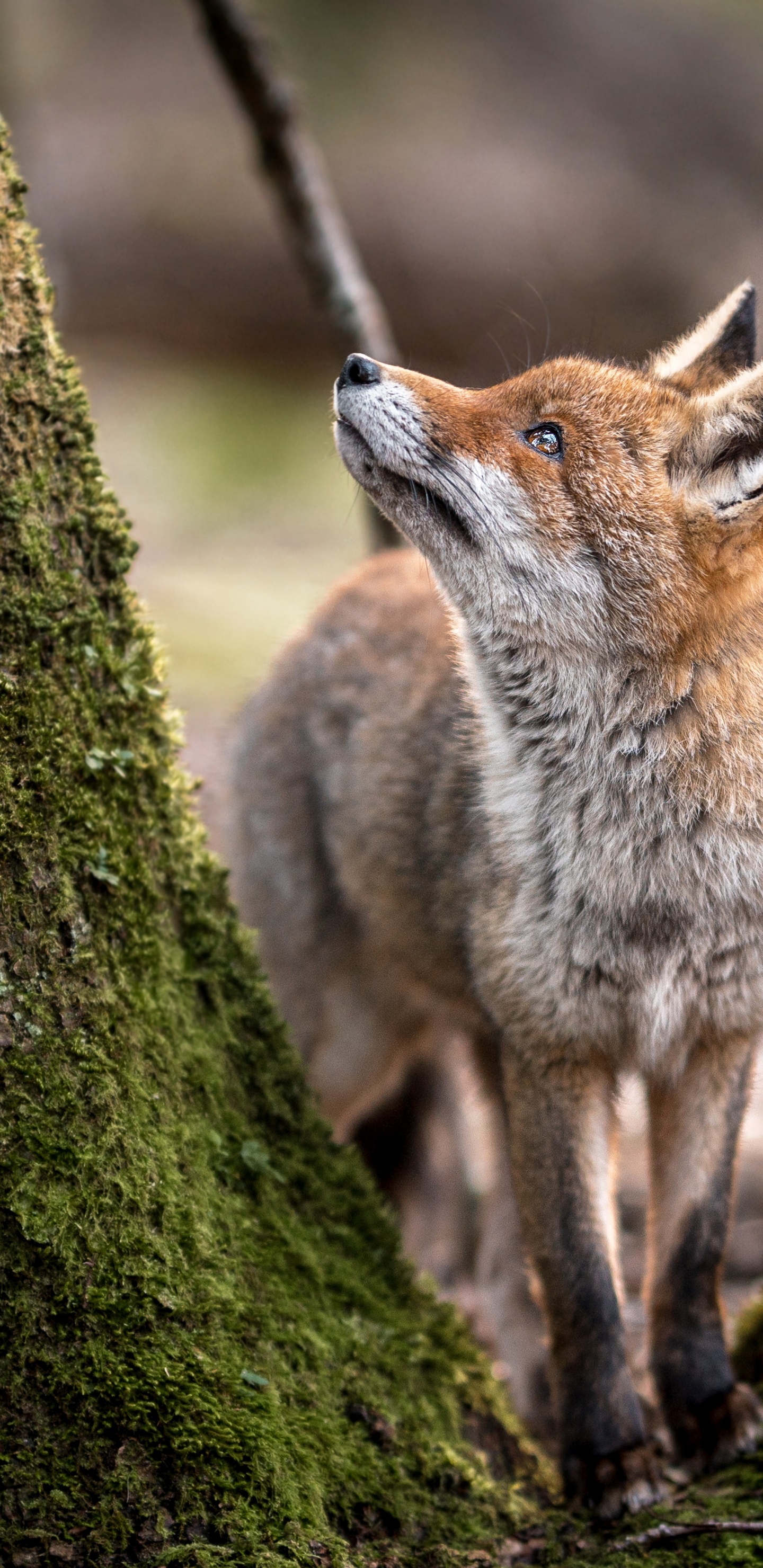 Krafttier Ist Ein Zwilling, Fuchs, Rotfuchs, Wolf, African Wild Dog. Wallpaper in 1440x2960 Resolution