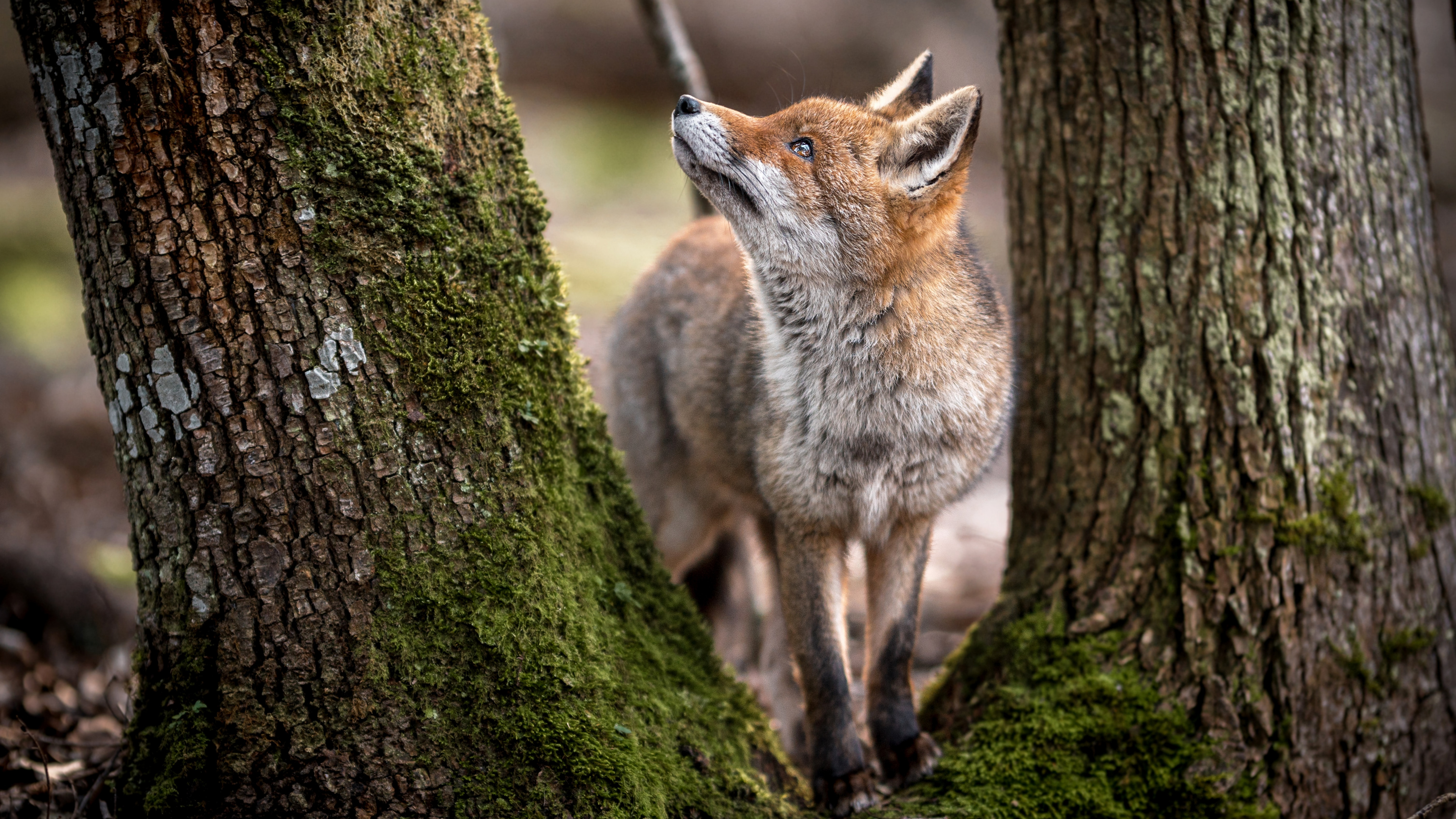 L'animal Spirituel Est un Gémeaux, Fox, Red Fox, Chien Sauvage Africain, Canidés. Wallpaper in 3840x2160 Resolution
