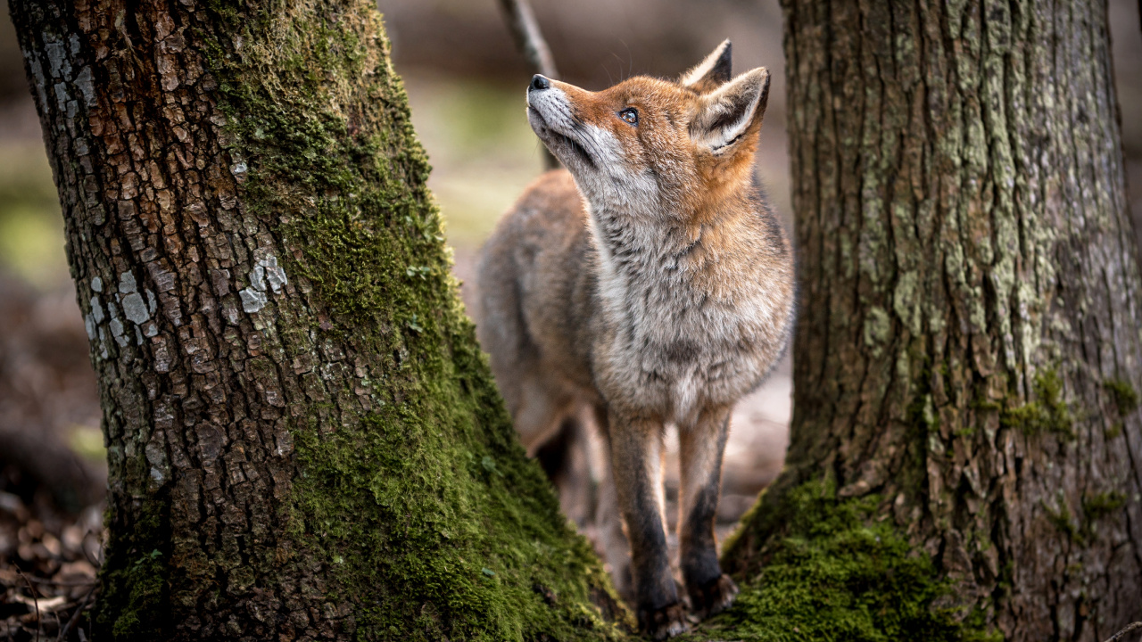 Spirit Animal is a Gemini, Fox, Red Fox, Wolf, African Wild Dog. Wallpaper in 1280x720 Resolution