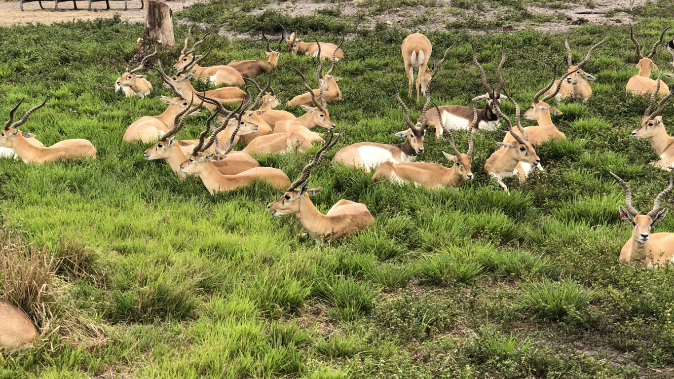 White Tailed Deer, Ecosystem, Pasture, Deer, Terrestrial Animal. Wallpaper in 1366x768 Resolution