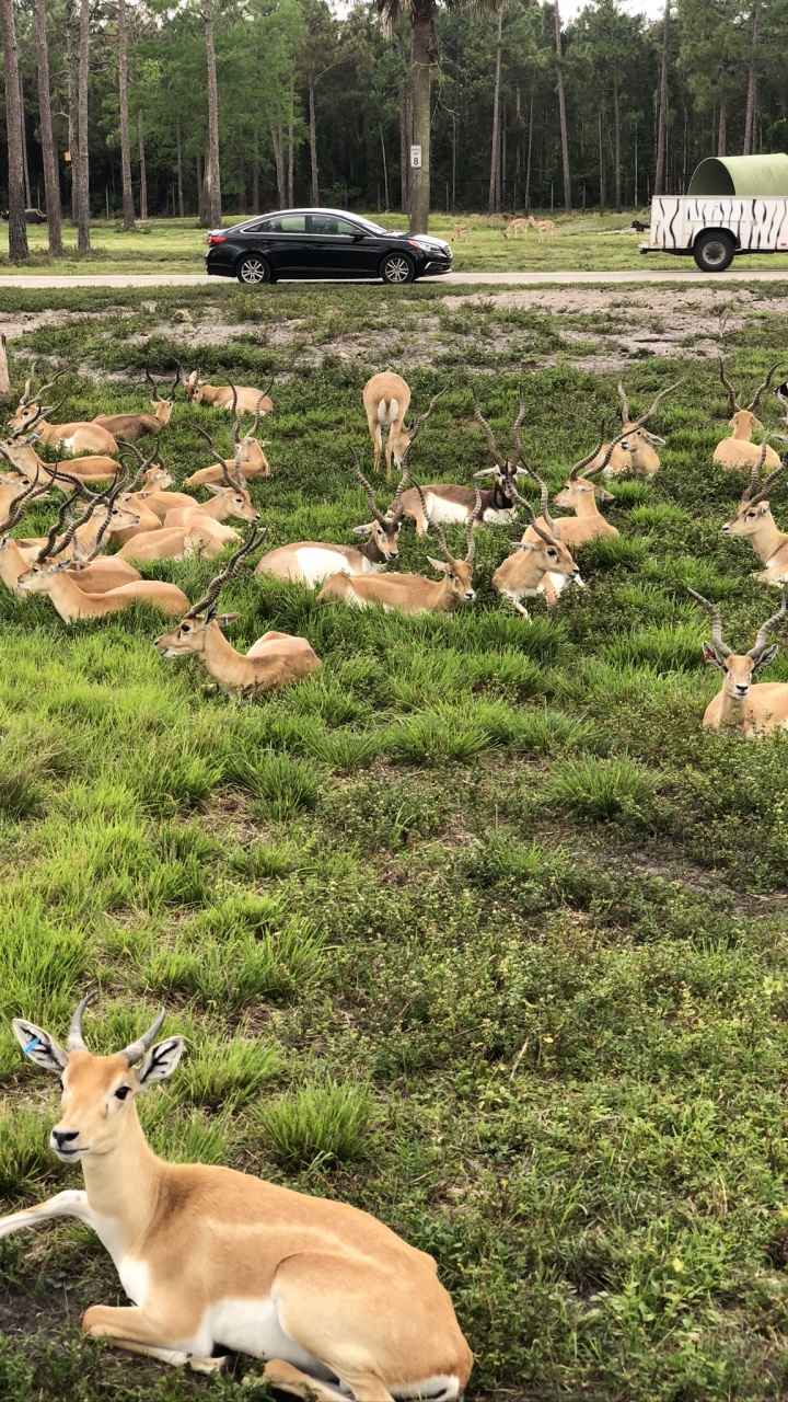 White Tailed Deer, Ecosystem, Pasture, Deer, Terrestrial Animal. Wallpaper in 720x1280 Resolution