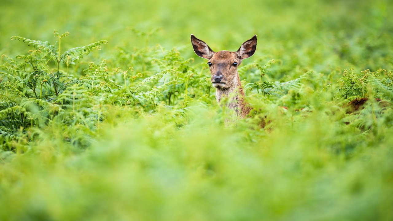 Brown Deer on Green Grass During Daytime. Wallpaper in 1280x720 Resolution