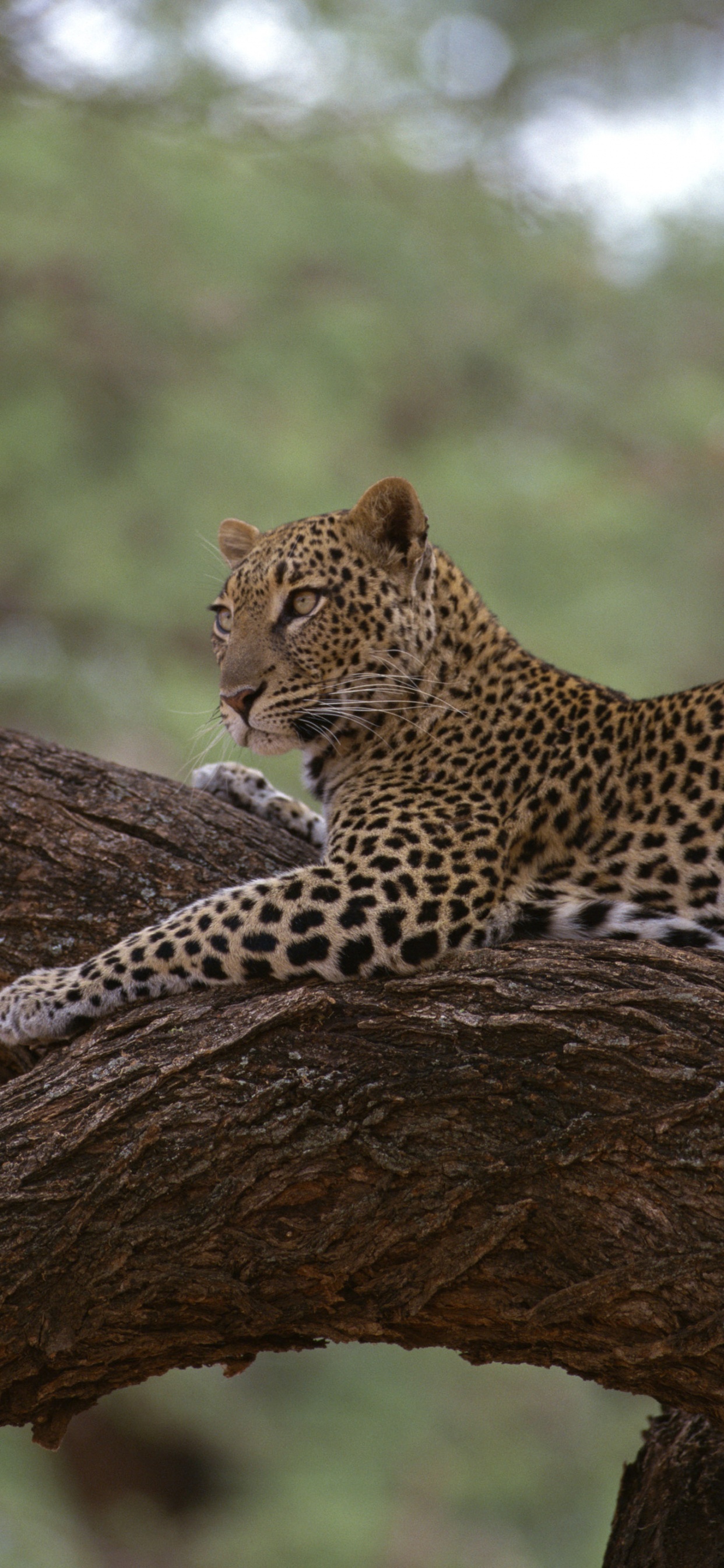 Leopard on Brown Tree Trunk During Daytime. Wallpaper in 1242x2688 Resolution