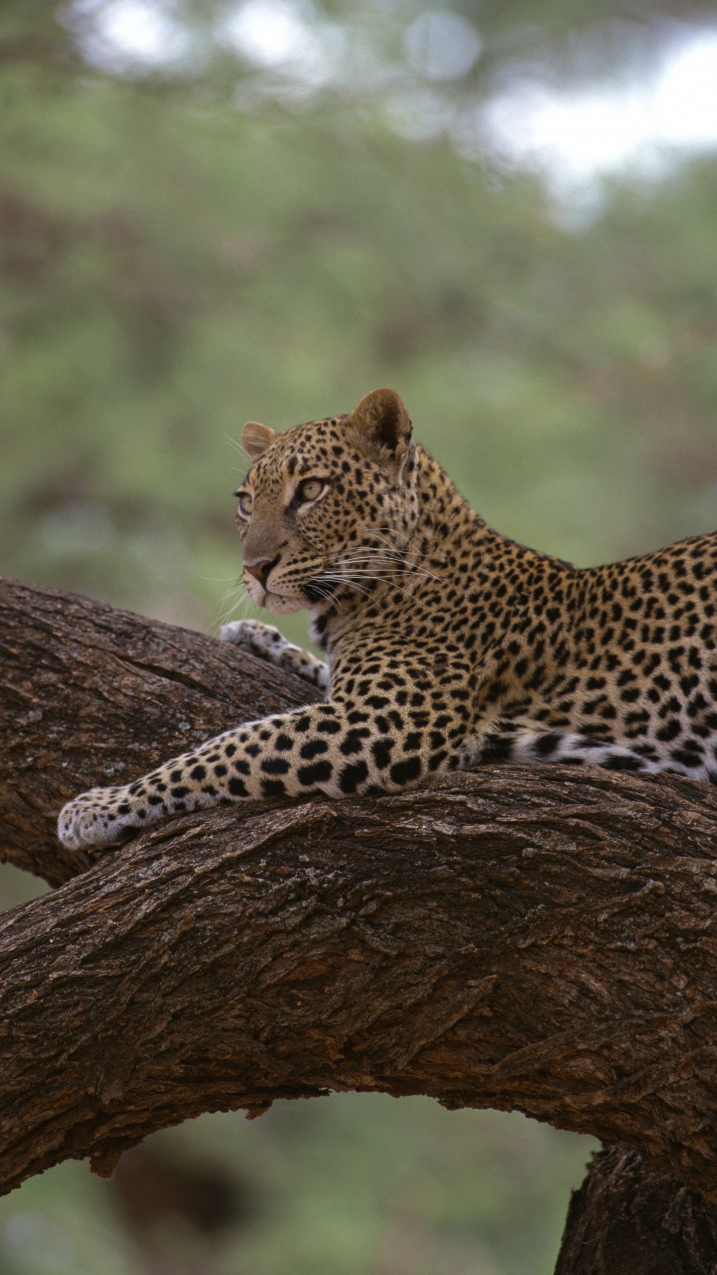 Leopard Auf Braunem Baumstamm Tagsüber. Wallpaper in 1440x2560 Resolution