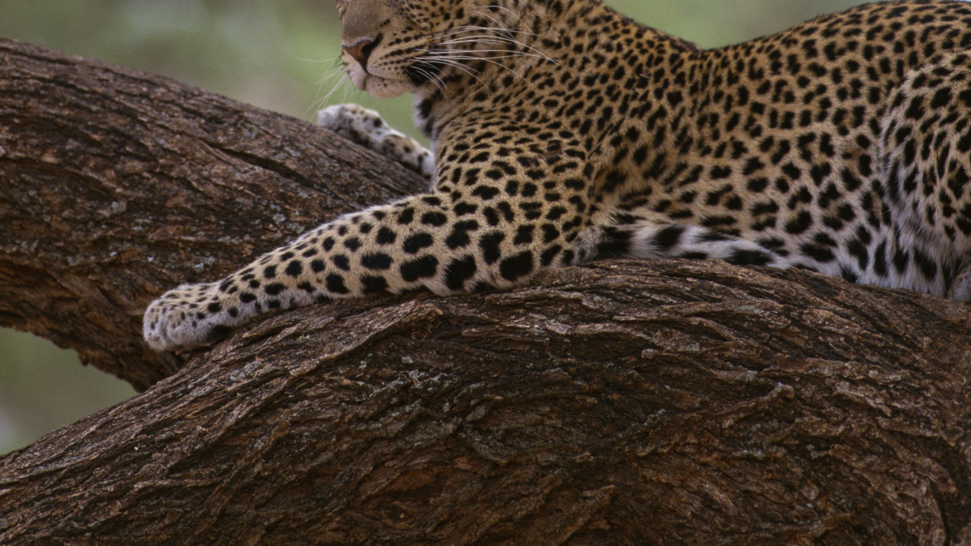 Leopard Auf Braunem Baumstamm Tagsüber. Wallpaper in 1920x1080 Resolution