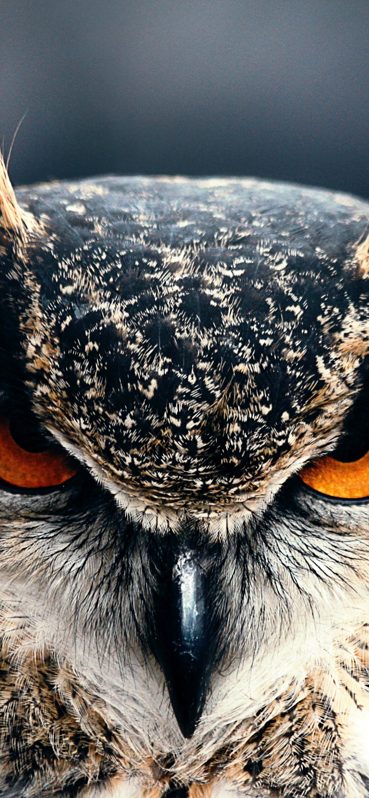 Brown and White Owl in Close up Photography. Wallpaper in 1242x2688 Resolution