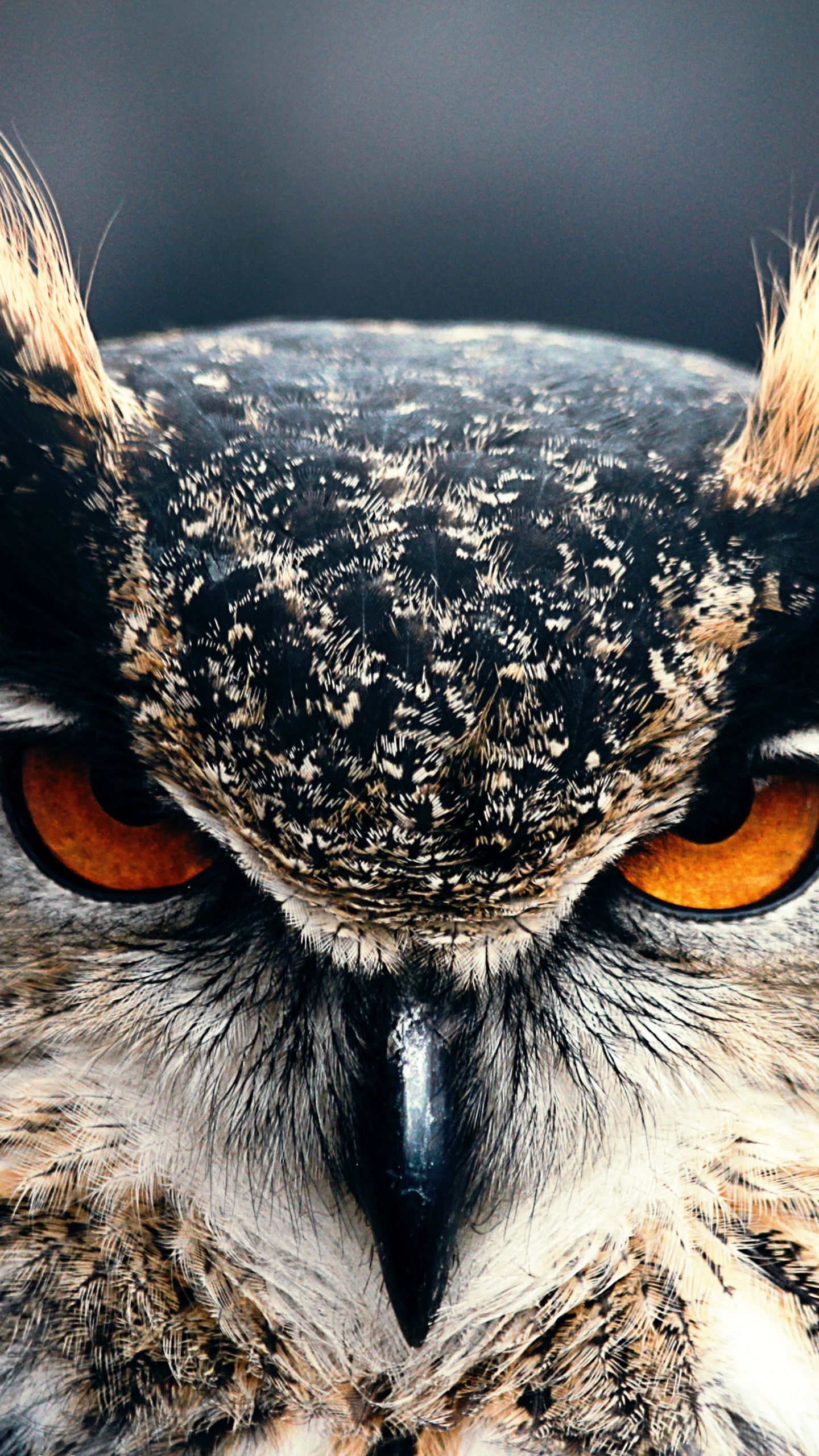 Brown and White Owl in Close up Photography. Wallpaper in 1440x2560 Resolution