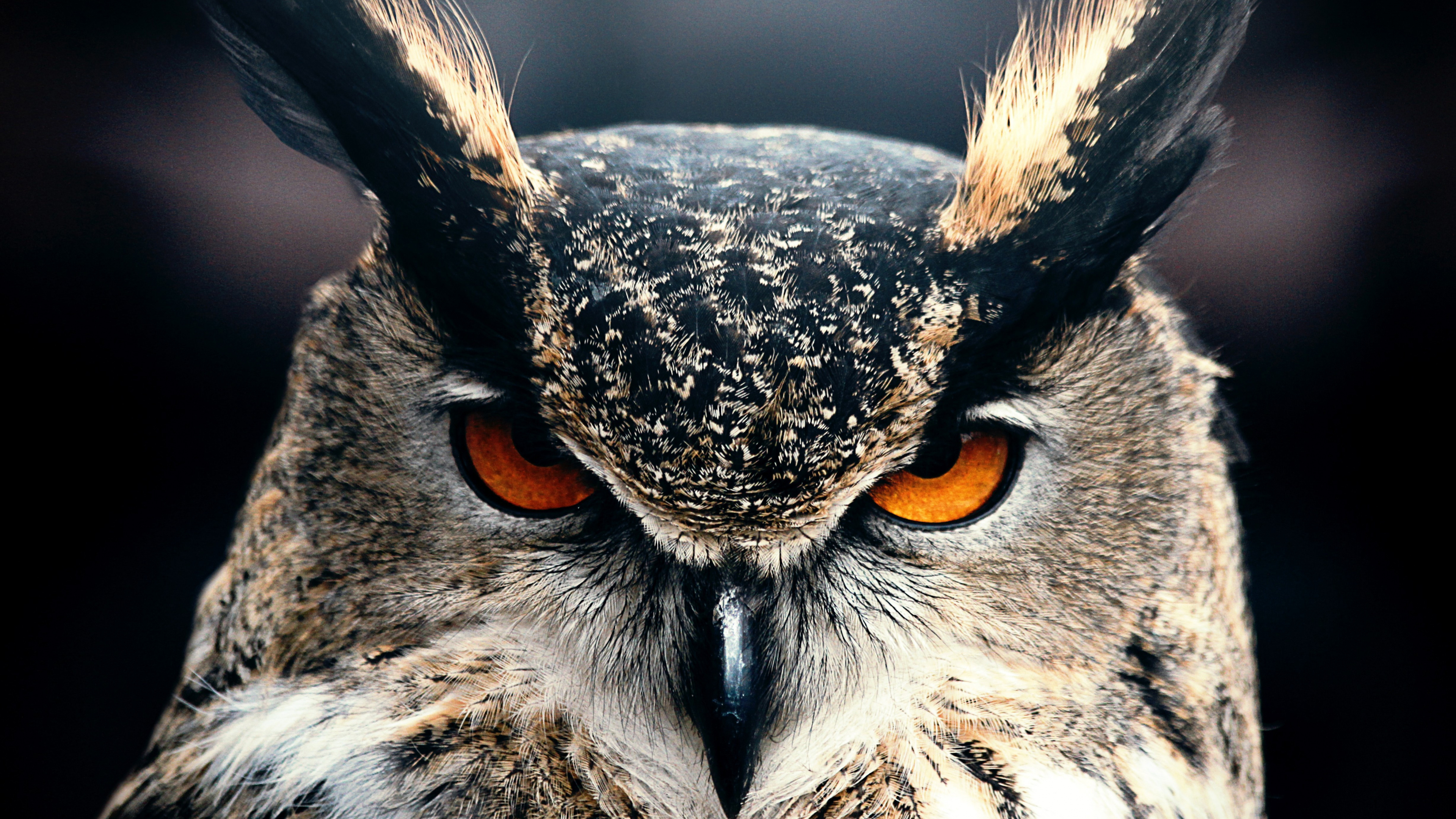 Brown and White Owl in Close up Photography. Wallpaper in 3840x2160 Resolution