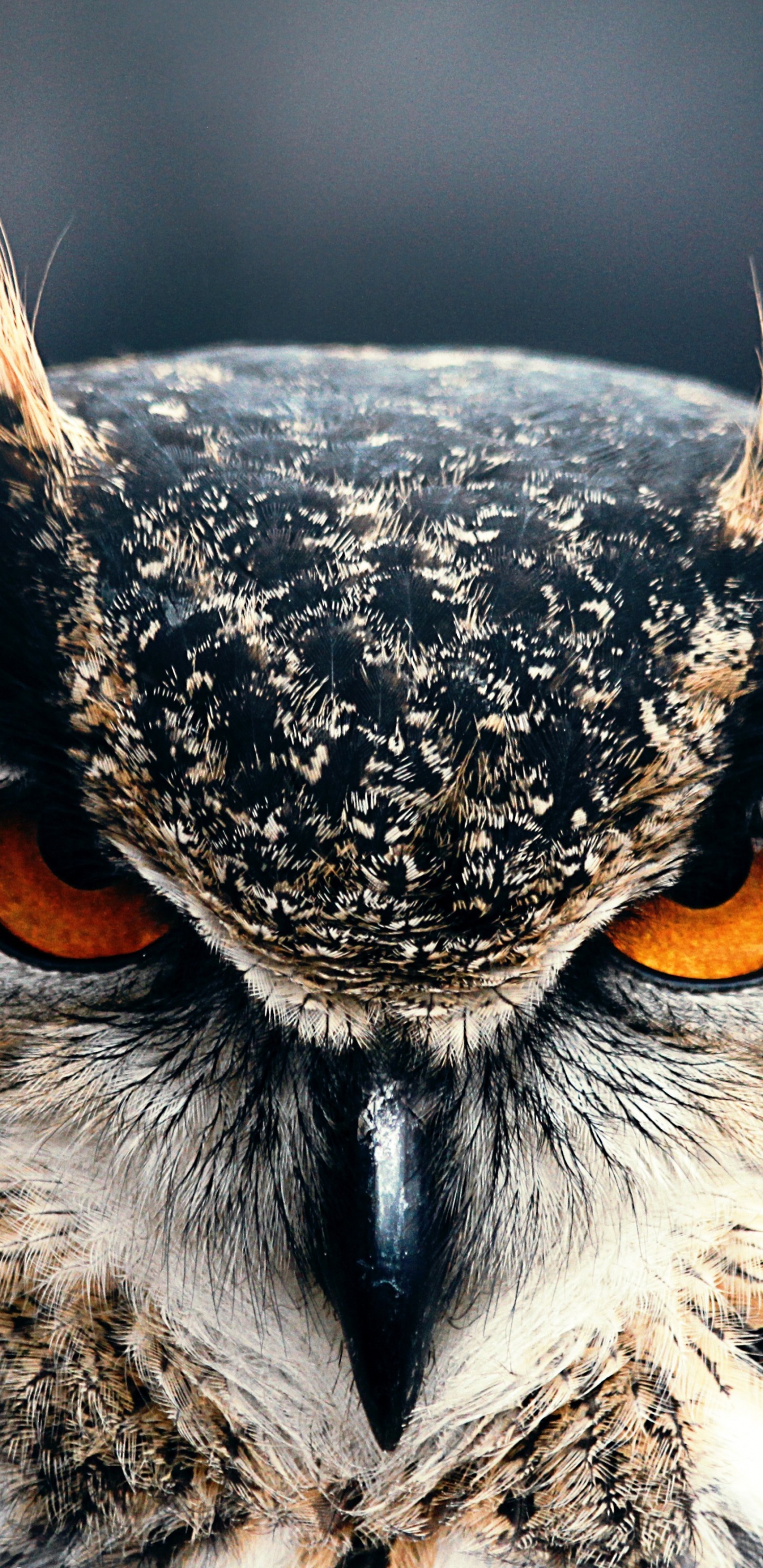 Búho Marrón y Blanco en Fotografía de Cerca. Wallpaper in 1440x2960 Resolution