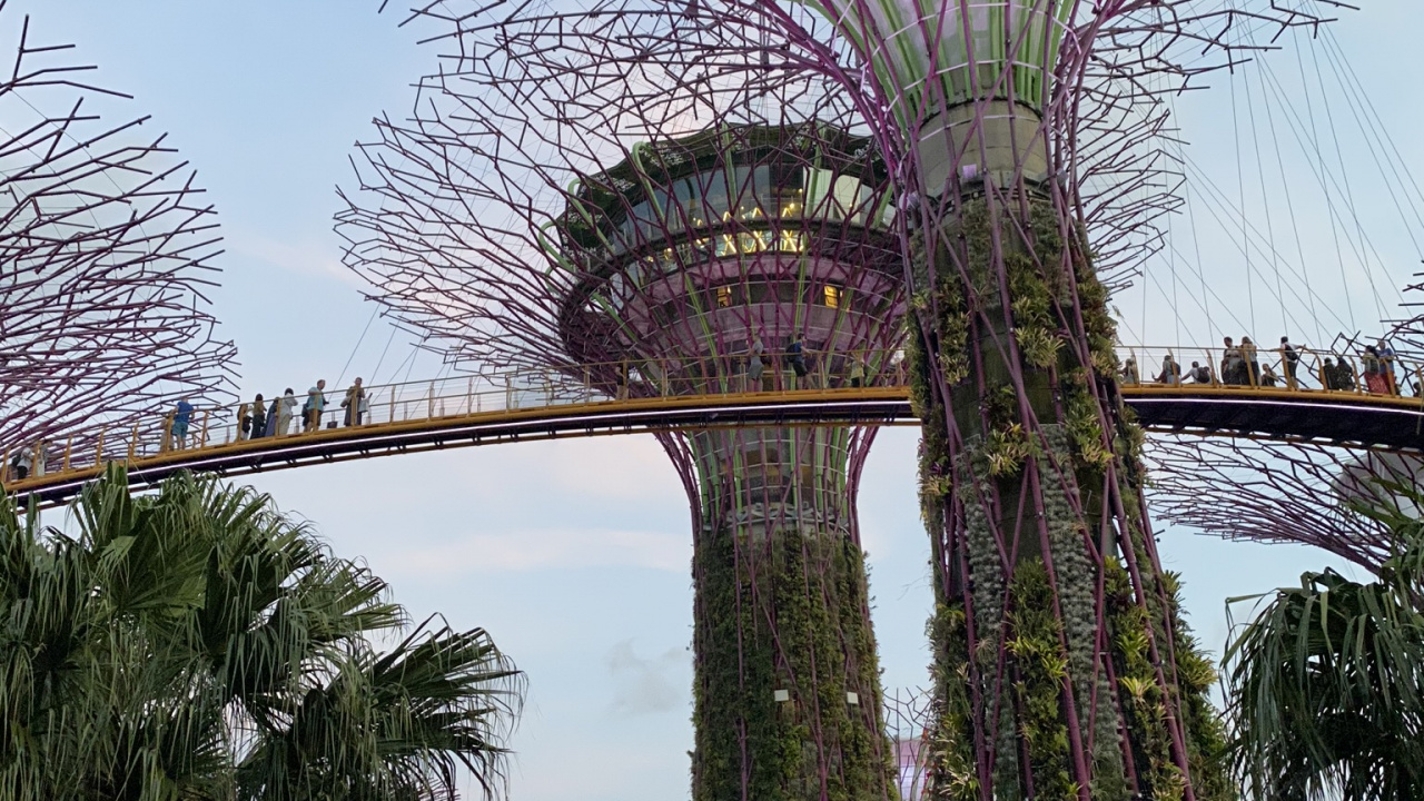 Singapore, Marina City Park, Palm Trees, Date Palm, Landmark. Wallpaper in 1280x720 Resolution