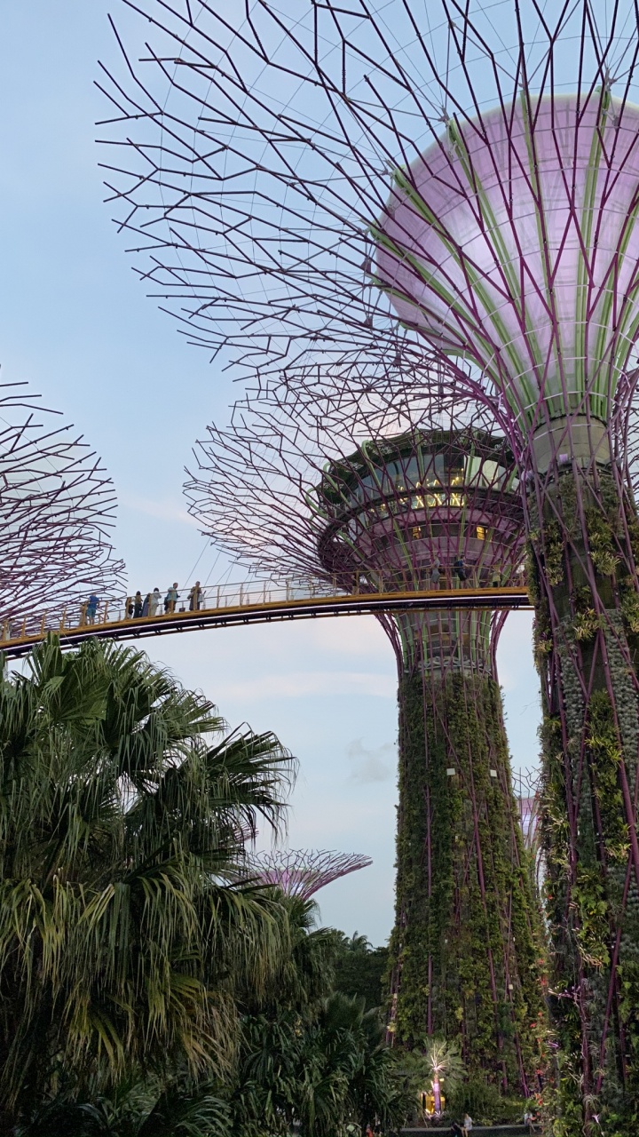 Singapur, Yachthafen Stadtpark, Palme, Dattelpalme, Wahrzeichen. Wallpaper in 720x1280 Resolution