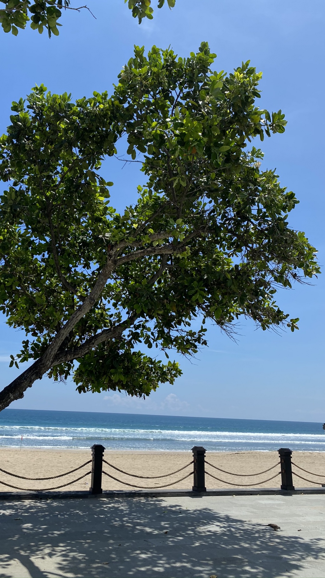 生物学, 科学, 木本植物, 地平线, Azure 壁纸 1080x1920 允许