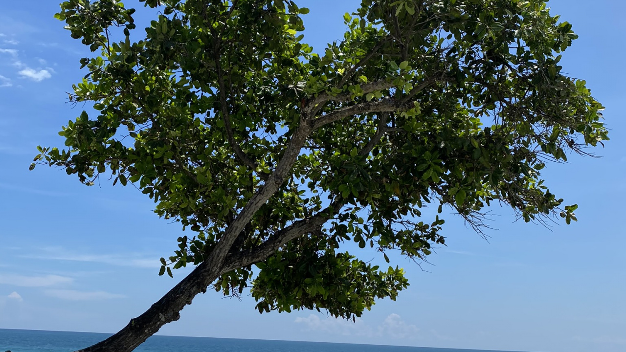 Tree, Leaf, Plants, Biology, Science. Wallpaper in 1280x720 Resolution