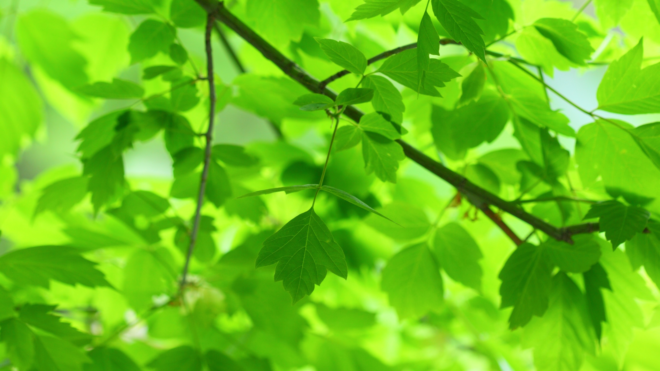 Green Leaves in Tilt Shift Lens. Wallpaper in 2560x1440 Resolution