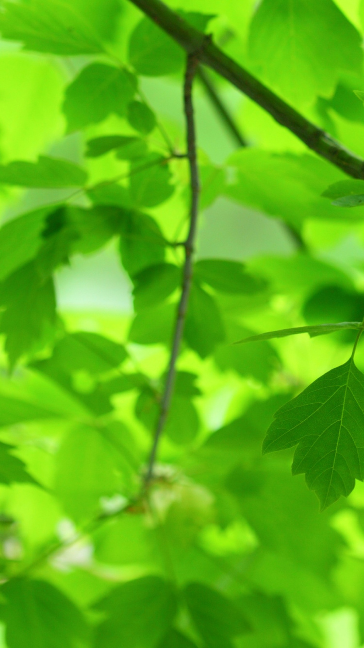 Green Leaves in Tilt Shift Lens. Wallpaper in 750x1334 Resolution