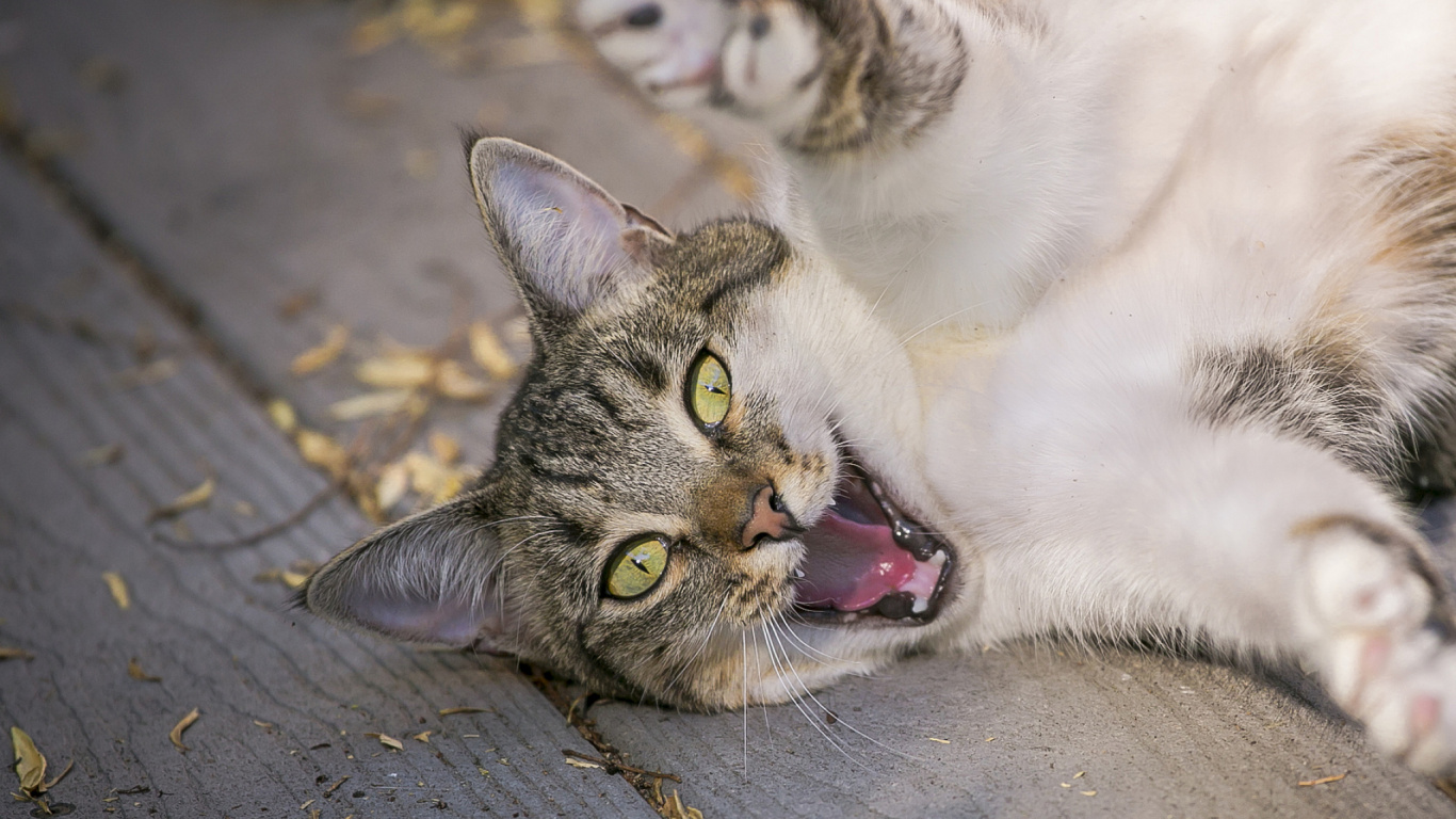 White and Black Cat Lying on Grey Concrete Floor. Wallpaper in 1366x768 Resolution