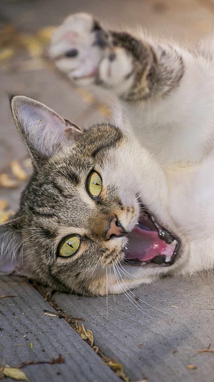 Chat Blanc et Noir Allongé Sur un Sol en Béton Gris. Wallpaper in 720x1280 Resolution