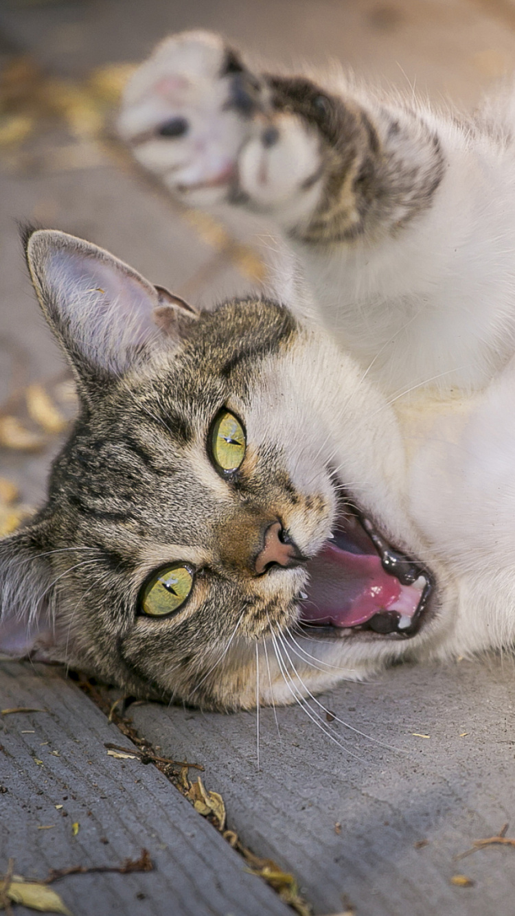 Weiße Und Schwarze Katze Auf Grauem Betonboden Liegend. Wallpaper in 750x1334 Resolution