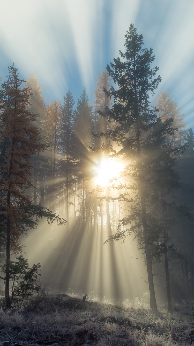Sun Rays Coming Through Trees. Wallpaper in 750x1334 Resolution