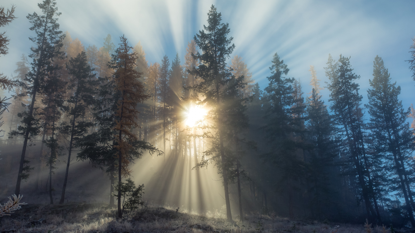 Les Rayons du Soleil Traversent Les Arbres. Wallpaper in 1366x768 Resolution