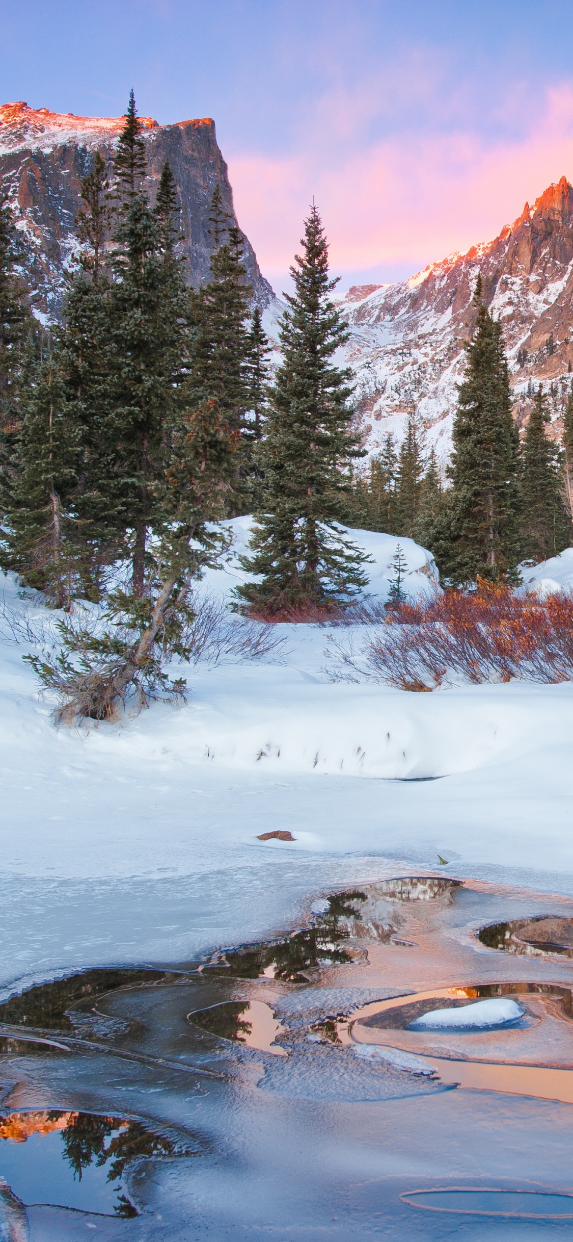 Green Pine Trees on Snow Covered Ground Near Brown Mountain During Daytime. Wallpaper in 1125x2436 Resolution