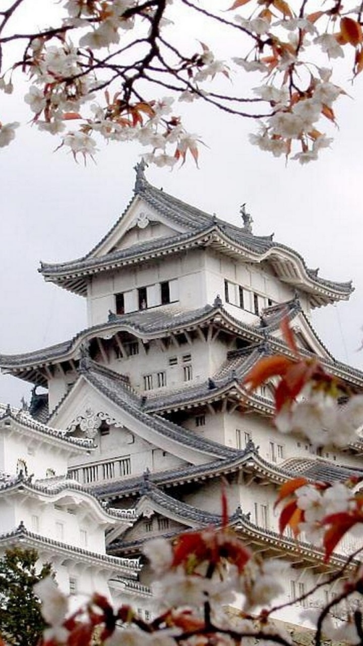日本艺术, 日本建筑, 开花, 樱花, 工厂 壁纸 720x1280 允许