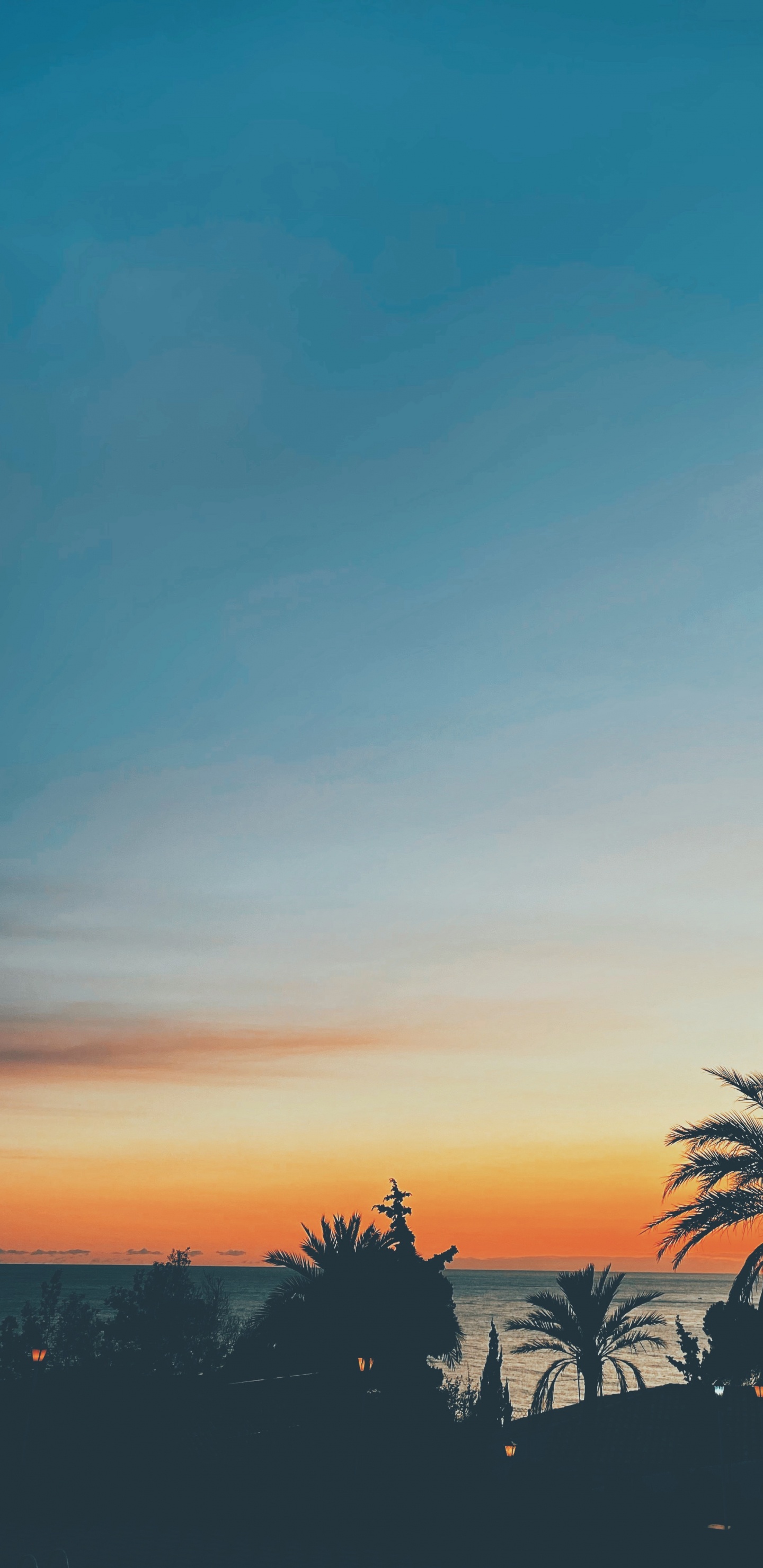 Naranja, Atardecer, Ambar, Puesta, Planta Leñosa. Wallpaper in 1440x2960 Resolution