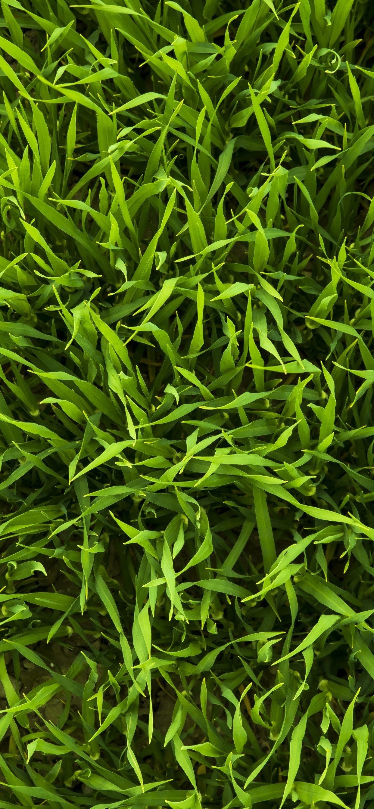 Campo de Hierba Verde Durante el Día. Wallpaper in 1242x2688 Resolution