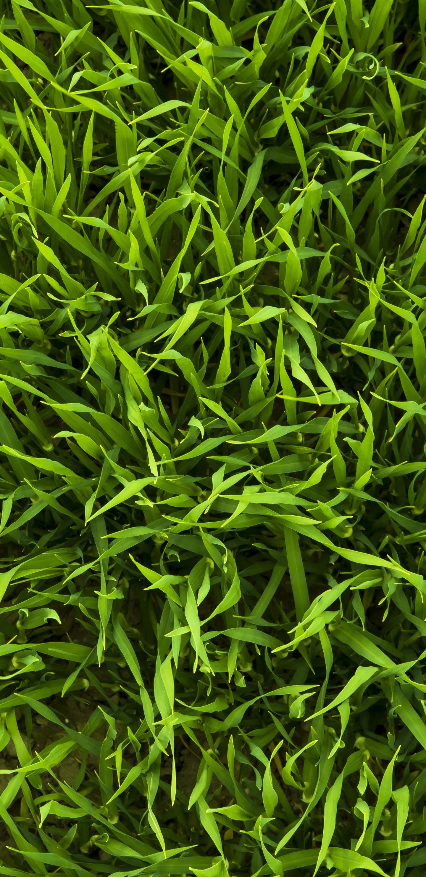 Green Grass Field During Daytime. Wallpaper in 1440x2960 Resolution
