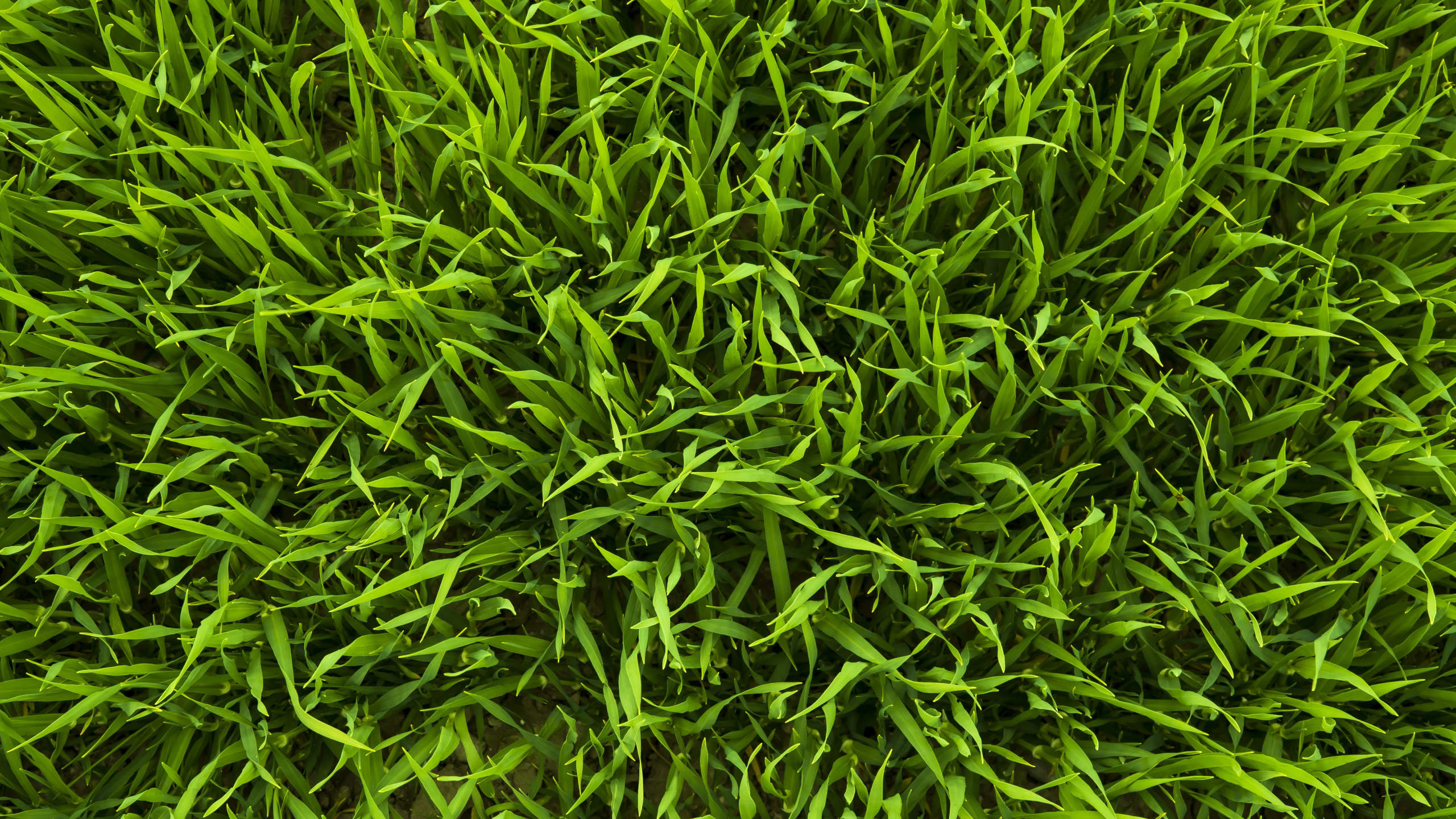 Green Grass Field During Daytime. Wallpaper in 2560x1440 Resolution