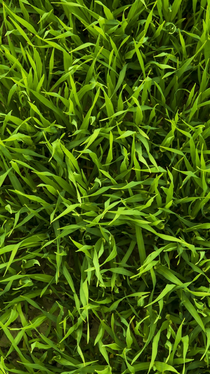 Green Grass Field During Daytime. Wallpaper in 720x1280 Resolution