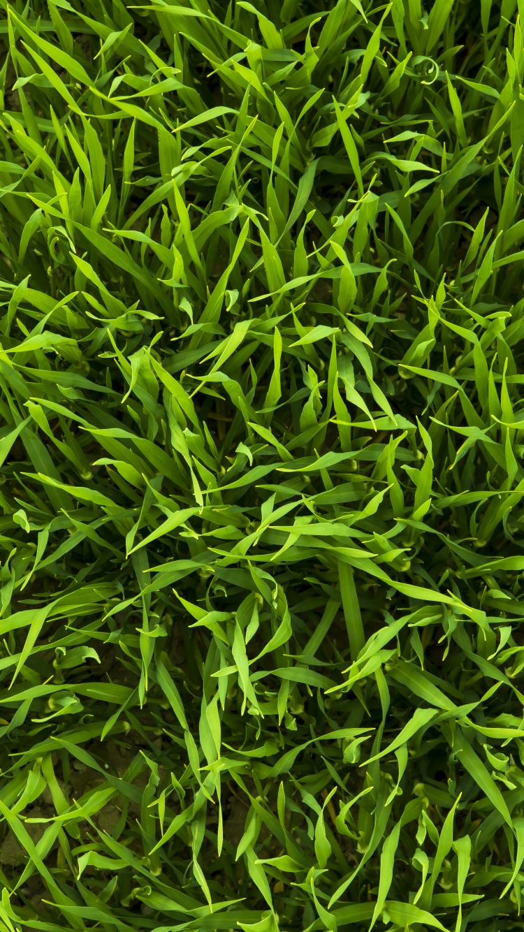 Green Grass Field During Daytime. Wallpaper in 750x1334 Resolution